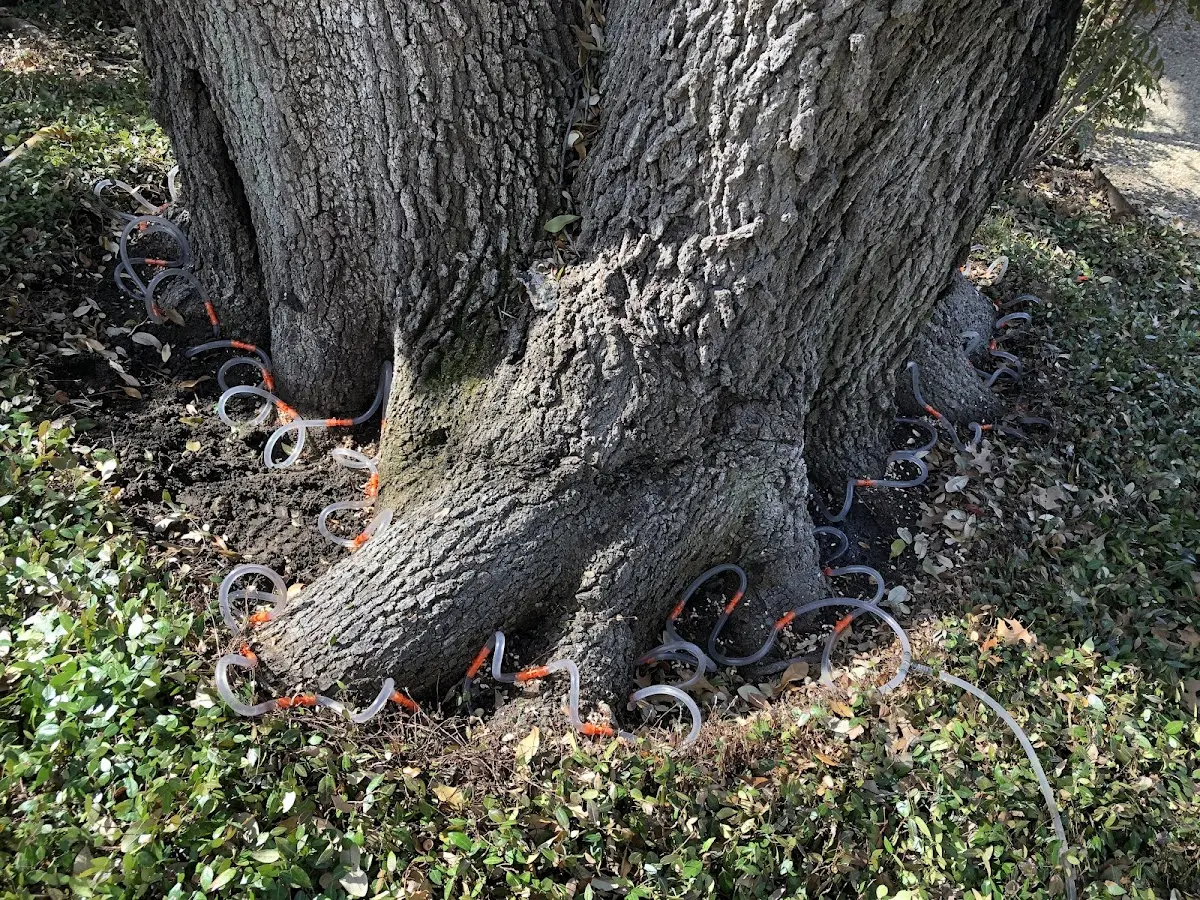 Detailed Tree Cabling and Bracing job site in Mill Shoals