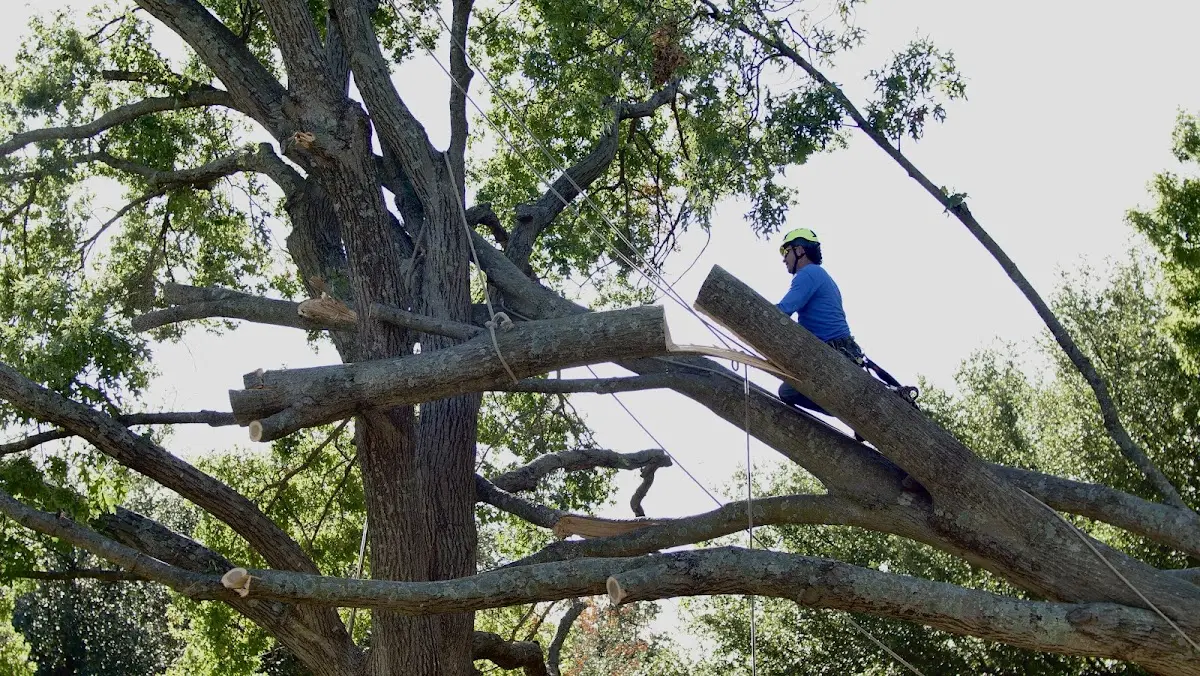 Professional Crown Thinning performed by certified arborists in Mill Shoals